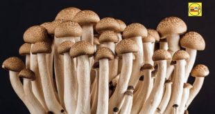 JAUNPUR। मशरुम की खेती से उठ रही दुर्गंध से  ग्रामीण परेशान